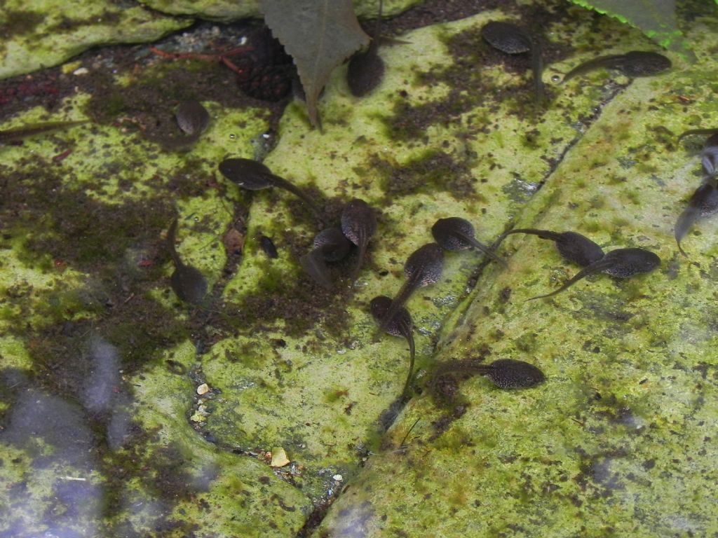 Girini di? Rana dalmatina